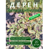 Дерен белый / ОПТ 20 саженцев