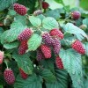 Саженец ежемалины Логан Берри (Loganberry)