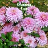 Саженцы Хризантемы Розовый фламинго - 5 шт.: фото и описание