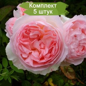 Комплект 5шт / Роза Эглантин (английские)