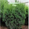 Комплект 5шт / Тис средний Грин Монтейн (до 20 см): фото и описание