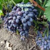 Комплект 5шт / Виноград Декабрьский: фото и описание