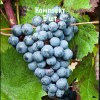 Комплект 5шт / Виноград Голубок: фото и описание