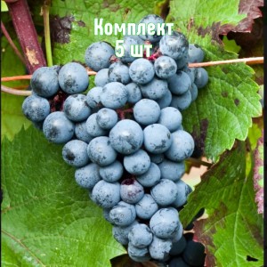 Комплект 5шт / Виноград Голубок