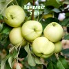 Комплект 5шт / Яблоня Белое летнее: фото и описание