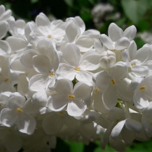 Сеянец Сирень Avalanche